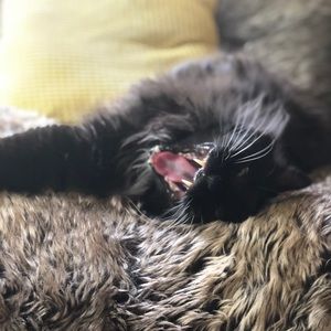 Meet your Posher, Emma